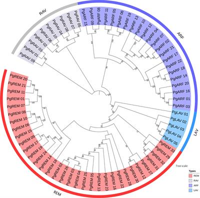Comprehensive analysis of B3 family genes in pearl millet (Pennisetum glaucum) and the negative regulator role of PgRAV-04 in drought tolerance